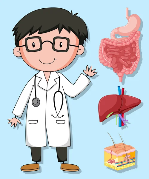 Doctors and human organs — Stock Vector