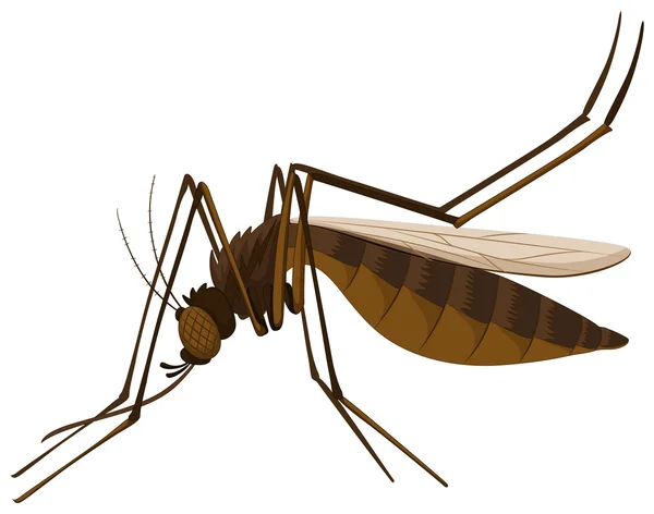 Brown mosquito on white background — Stock Vector