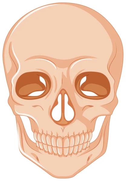 Human skull on white background — Stock Vector