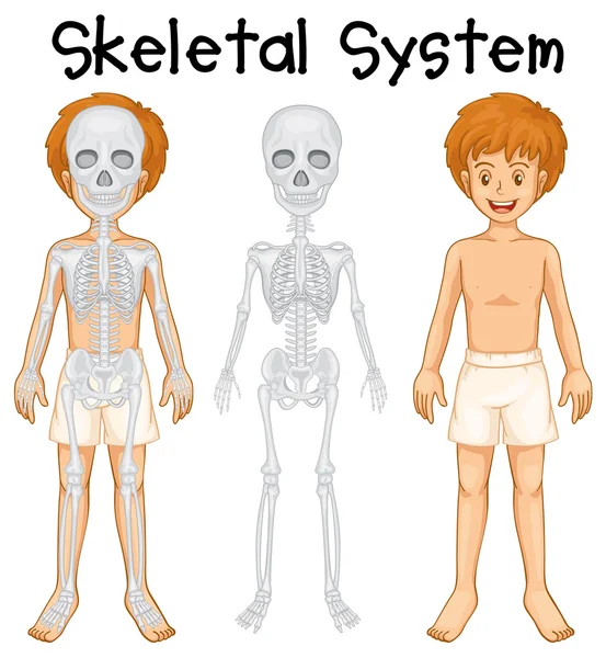 Sistema esquelético en el niño humano — Vector de stock