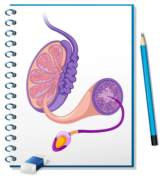 Diagramma riproduttivo maschile su carta — Vettoriale Stock