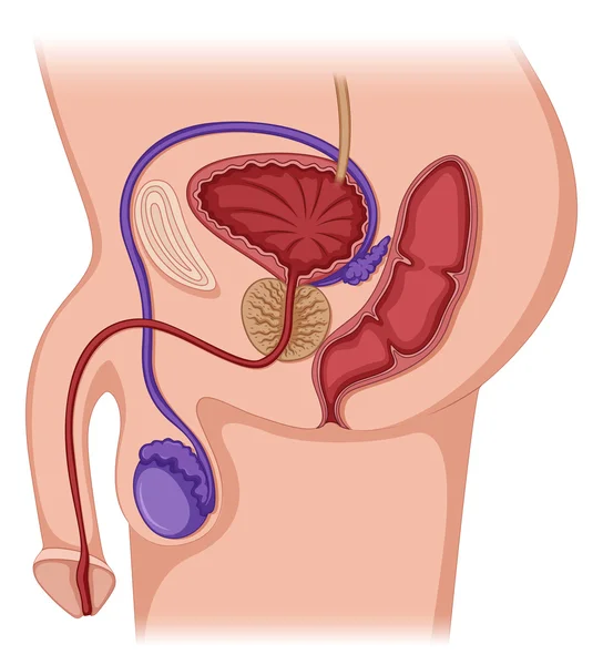 Sistema reproductor masculino imágenes de stock de arte vectorial | Depositphotos