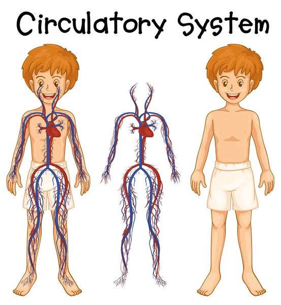 Niño con sistema circulatorio — Vector de stock