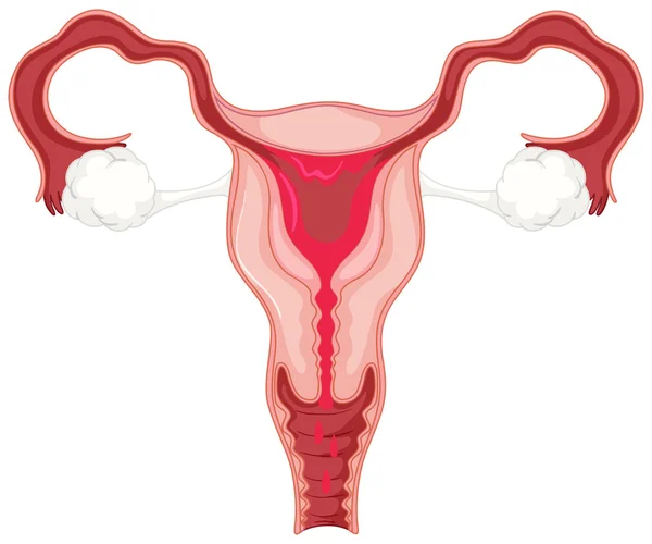 Ciclo menstrual en la mujer — Vector de stock