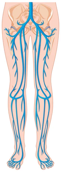 Vasos sanguíneos en el cuerpo humano — Vector de stock