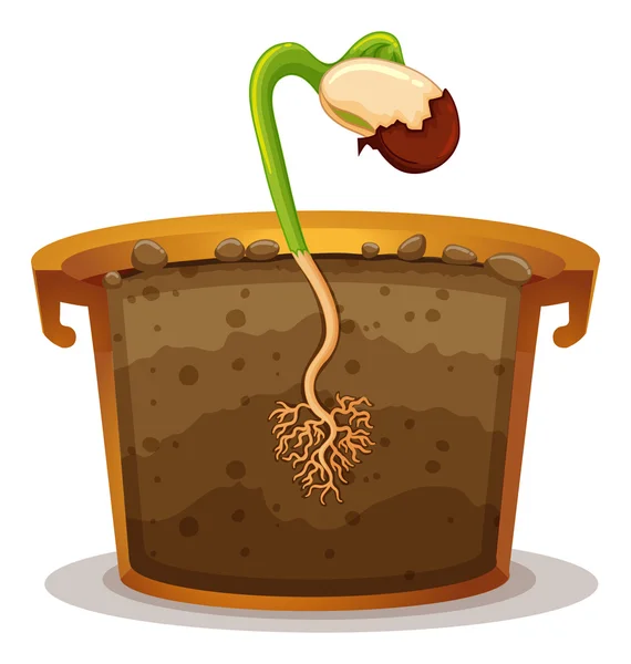 Groeiende plant in klei pot — Stockvector