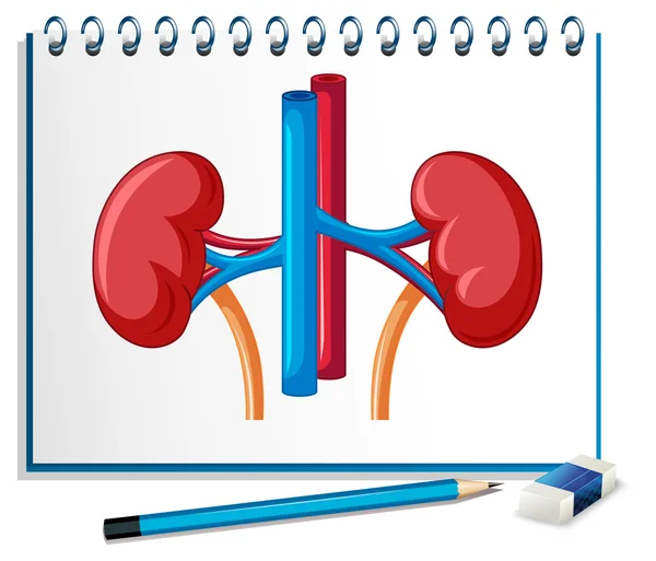 Human kidney on paper — Stock Vector