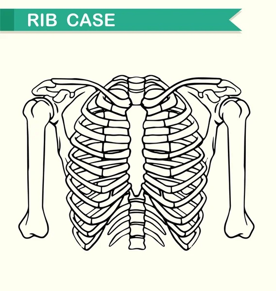 Diagram met rib geval — Stockvector