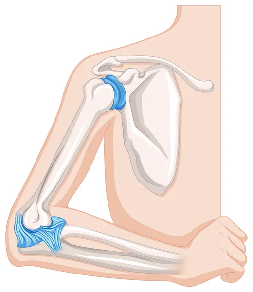 Articulación del codo en el cuerpo humano Vector de stock