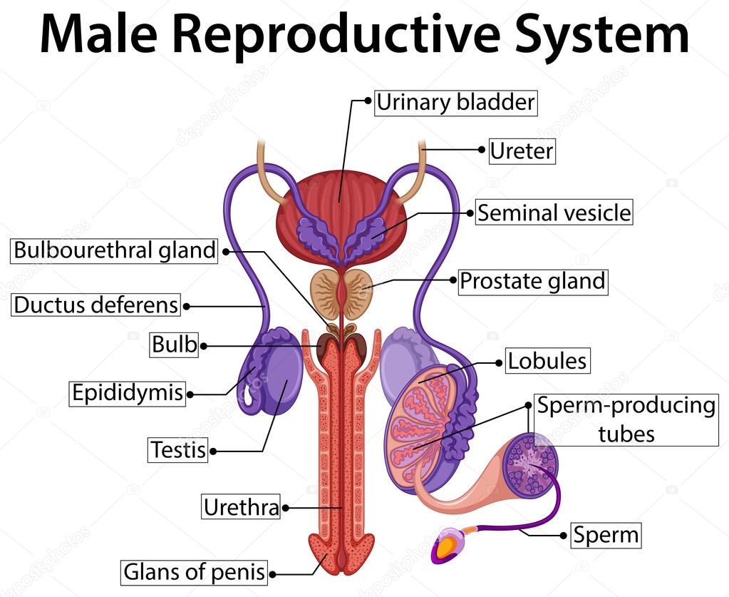 Chart showing male reproductive system Stock Vector Image by  ©interactimages #115707060