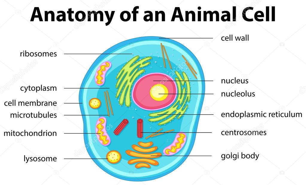 Animal cell Vector Art Stock Images | Depositphotos