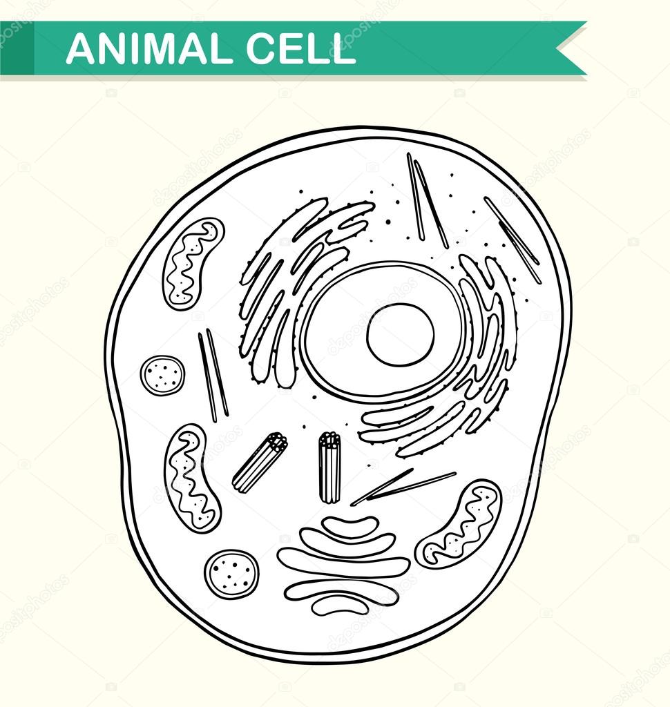 Dibujo De La Celula Animal Dibujo Imágenes De La Célula Animal Y