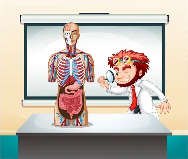 Вчений і модель анатомії людини — стоковий вектор