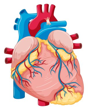 Yağ ve kan ile insan kalbi
