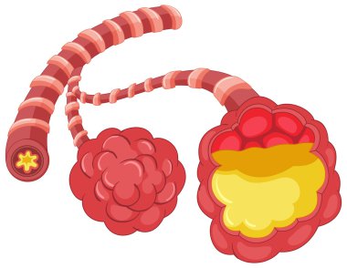 İnsan akciğerleri pnömoni