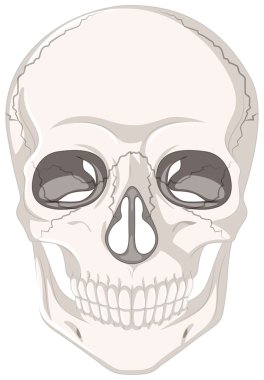 İnsan kafatası kırık izleri