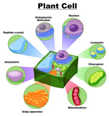 Diagram showing parts of plant cell clipart