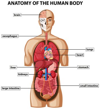 Diagram showing anatomy of human body with names clipart