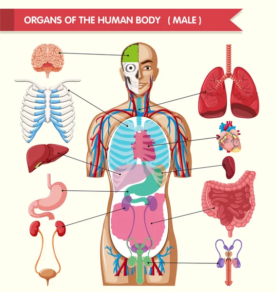 Cuadro que muestra los órganos del cuerpo humano — Vector de stock