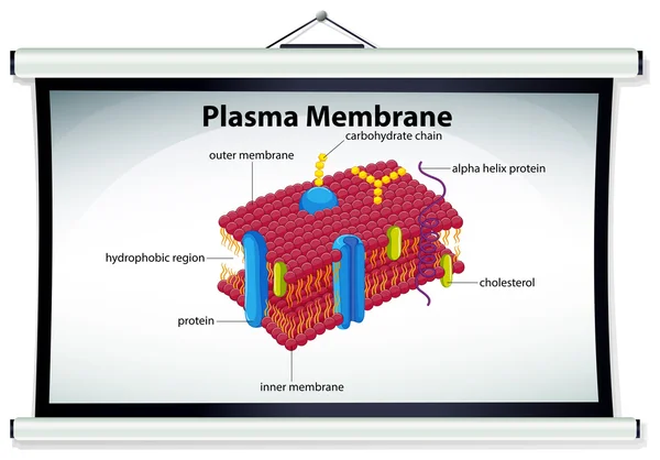 Grafiek met plasma membraan — Stockvector