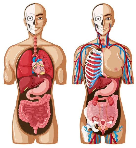 Modelo de anatomía humana con diferentes sistemas — Archivo Imágenes Vectoriales