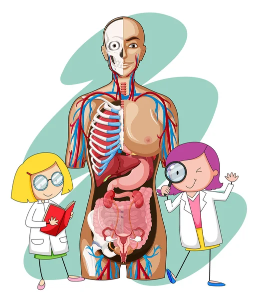 Doktorlar ve insan anatomisi modeli — Stok Vektör