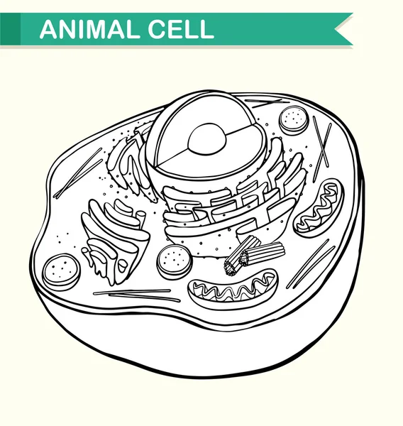 Diyagram gösteren hayvan hücre — Stok Vektör