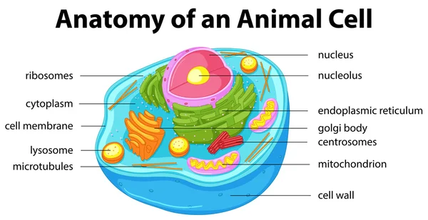 Grafik zeigt die Anatomie der tierischen Zelle — Stockvektor