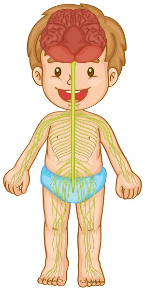 Little boy with nervous system — Stock Vector