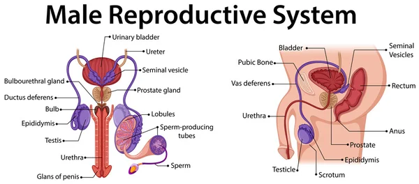 Diagram menunjukkan sistem reproduksi laki-laki - Stok Vektor