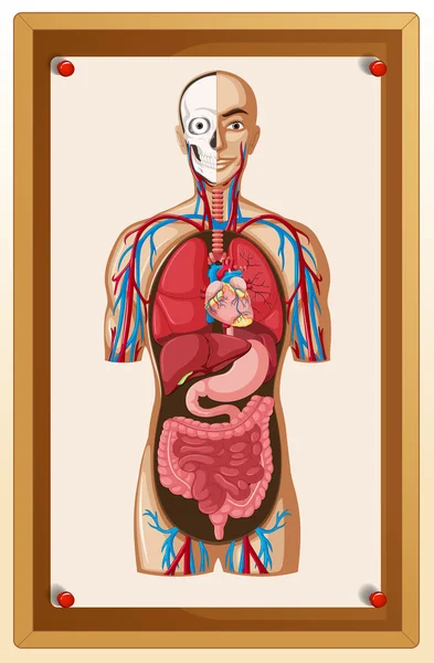 Anatomia człowieka, wysłany na pokładzie brązowy — Wektor stockowy