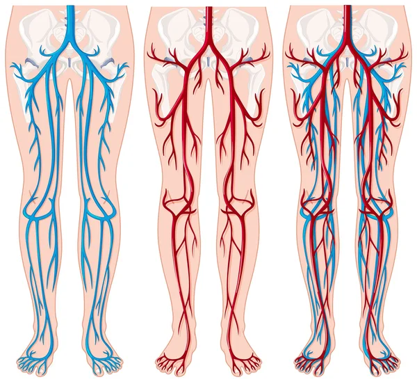 Vaisseaux sanguins dans les jambes humaines — Image vectorielle