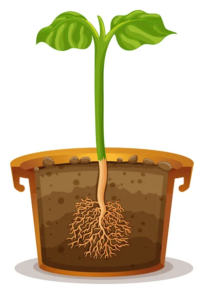 Planten van de boom in de klei pot — Stockvector