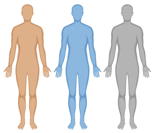 Human body outline in three colors — Stock Vector