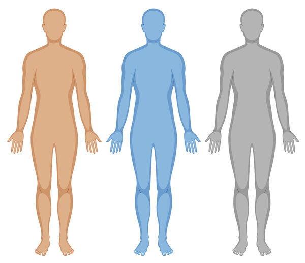 Human body outline in three colors
