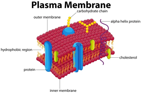 Diagramme avec membrane plasmique — Image vectorielle