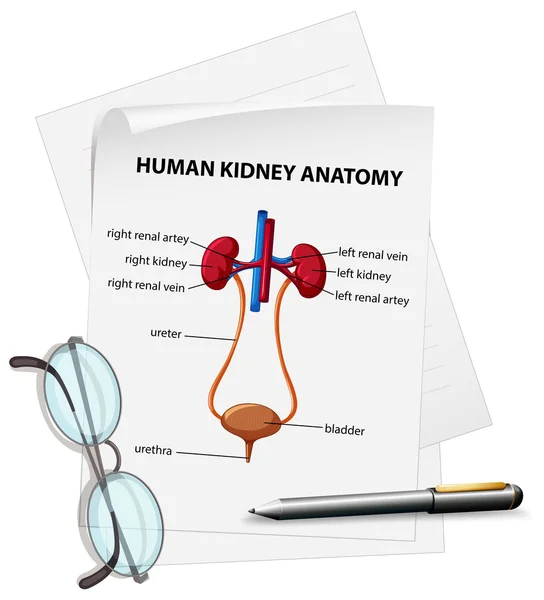 Diagrama que muestra la anatomía del riñón humano en papel — Vector de stock