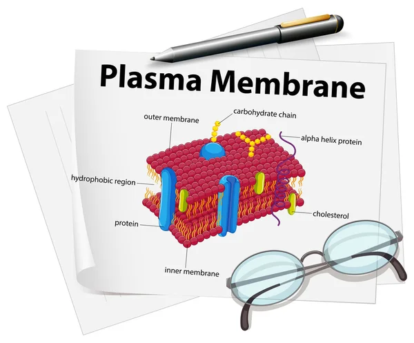 Papel que muestra el dibujo de membrana plasmática — Archivo Imágenes Vectoriales