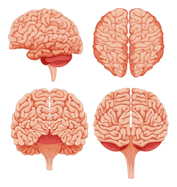 Cerveau humain sur fond blanc — Image vectorielle