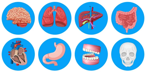 Organes humains sur badge rond — Image vectorielle