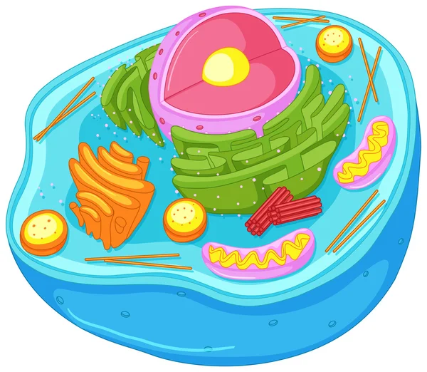 Close up diagram of animal cell — Stock Vector