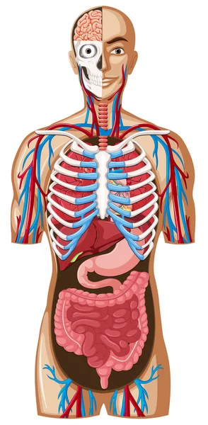 Анатомія людини з різними системами — стоковий вектор