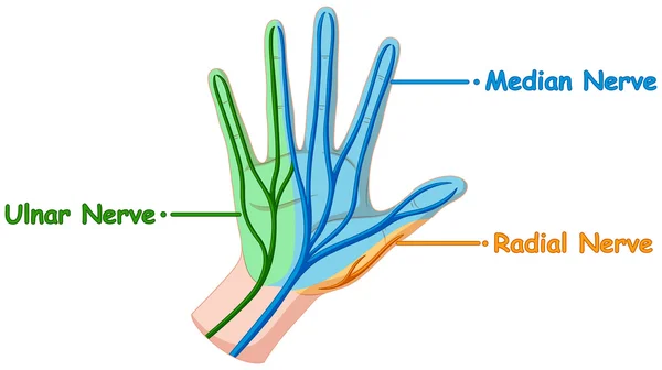 Diagrama que muestra el nervio mano — Archivo Imágenes Vectoriales