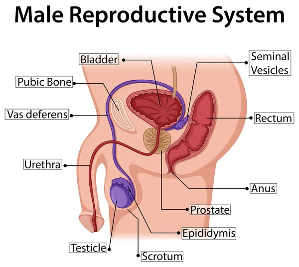 Diagrama mostrando o sistema reprodutor masculino Ilustração De Bancos De Imagens