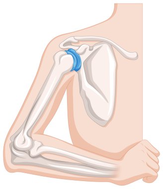 Diagram showing human elbow joints clipart