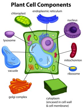 Chart showing plant cell components
