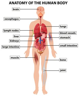 Diagram showing anatomy of human body clipart