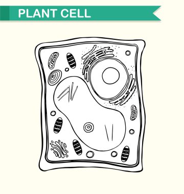 Diagram showing plant cell in black and white clipart