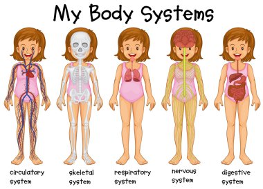 Different body systems in human clipart