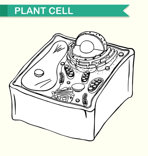 Diagrama mostrando célula vegetal —  Vetores de Stock